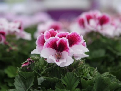 Chậu hoa “biết đi”, giúp Hà Lan dẫn đầu thế giới về hoa