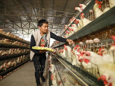 Người chăn nuôi thu nhặt trứng tại một trang trại ở Danzhai, tỉnh Quý Châu, miền Tây Nam Trung Quốc. Ảnh minh họa: AFP/TTXVN