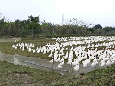 Trà Vinh tiêu hủy gần 1.000 con gia cầm nhiễm cúm A/H5N1