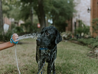 Bộ dụng cụ giúp việc tắm cho chó mèo trở nên dễ dàng