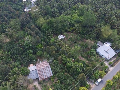 Vườn trái cây của ông Phước 