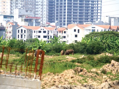 Nghị định 25, nhiều nhóm dự án được “cởi trói”