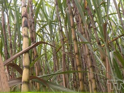 Lợi nhuận của Mía đường Lam Sơn giảm mạnh sau kiểm toán, nhưng vẫn tăng so với năm trước do năm 2018 Công ty thua lỗ