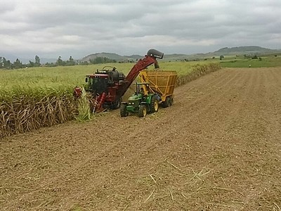 Thủ tướng Chính phủ yêu cầu Bộ Công Thương áp dụng biện pháp phòng vệ phù hợp với pháp luật Việt Nam và thông lệ quốc tế để bảo vệ sản xuất mía đường trong nước