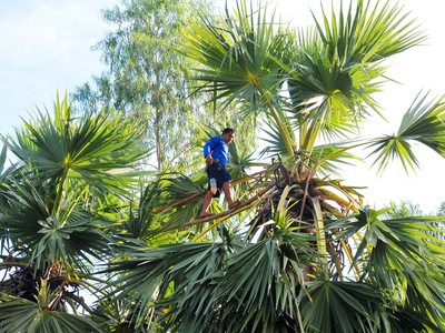 Độc đáo nghề trèo cây thốt nốt lấy nước nấu đường