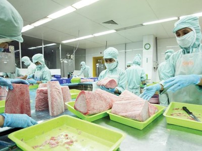 Kim ngạch xuất khẩu thủy sản sang EU trong 2 tháng đầu năm đã sụt giảm mạnh, chỉ đạt 106 triệu USD. Ảnh: Đức Thanh