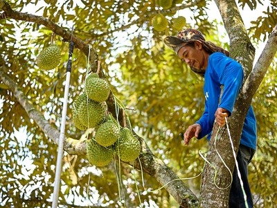 Sầu riêng Đạ Huoai: Những ông Mặt Trời thơm