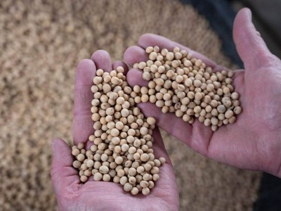 Các lô hàng đậu nành từ Brazil về Trung Quốc đã bị ngắt mạch trong tháng 3 và tháng 4. Ảnh: AFP