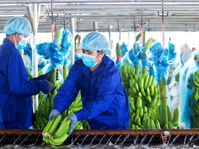 HAGL Agrico là công ty hoạt động trong lĩnh vực nông nghiệp