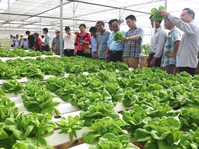 Mô hình sản xuất rau sạch ứng dụng công nghệ cao trên địa bàn TP. Đà Nẵng.