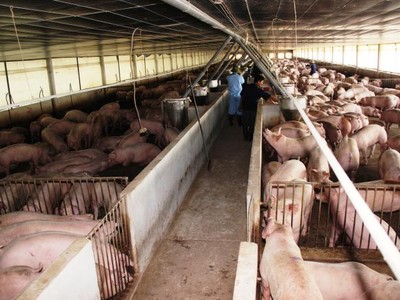 Được đầu tư bài bản, nên các công ty chăn nuôi có mô hình nhà máy hiện đại, quy mô và sản lượng lớn. Ảnh: TTXVN