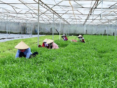 Nông trại của Vinamit ở huyện Phú Giáo, tỉnh Bình Dương nhìn từ trên cao