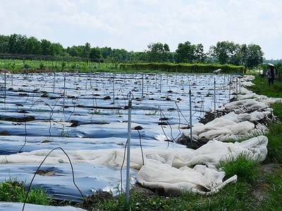 Một góc nông trại Vinamit