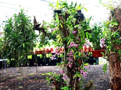 Cuối tháng 6, nắng gắt gỏng và chát chúa, nhưng không gian Hội quán hoa lan Mê Linh tràn ngập sắc xanh và hương thơm dịu nhẹ, xua tan cái oi bức giữa hè.