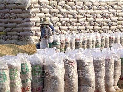 Lúa Đông Xuân được thương lái thu mua tập trung tại huyện Vị Thủy, tỉnh Hậu Giang. Ảnh: TTXVN