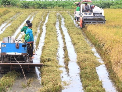 Ảnh minh họa thu hoạch lúa tại tỉnh Tiền Giang (Ảnh: HP).