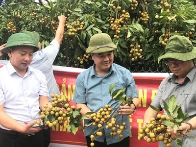 Kiểm tra chất lượng nhãn trồng trong vùng VietGAP.