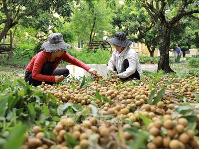 Thu hoạch nhãn tại hộ nông dân Nguyễn Thị Thương, thành viên Hợp tác xã nhãn lồng Miền Thiết ở xã Hàm Tử, huyện Khoái Châu, tỉnh Hưng Yên. Ảnh: Vũ Sinh/TTXVN