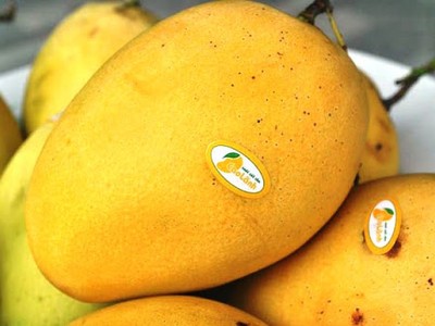 Nhiều lô xoài Cao Lãnh khi xuất sang Trung Quốc bị mạo danh, mượn tên, ảnh hưởng đến uy tín của sản phẩm. 