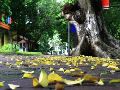 Thu Hà Nội năm nào cũng đến nhưng vẫn khiến người ta háo hức, mong chờ. Ảnh: Thành Nguyễn. 