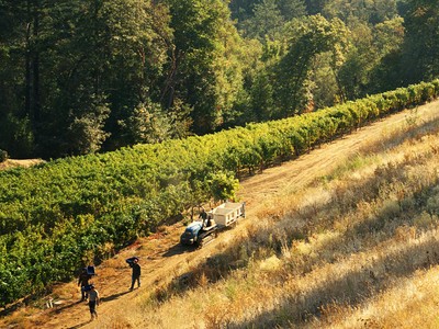 California là vùng sản xuất rượu vang lớn nhất nước Mỹ. Ảnh Internet