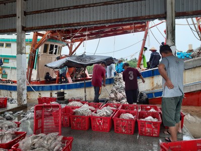 Tham quan cảng cá Tắc Cậu, Kiên Giang