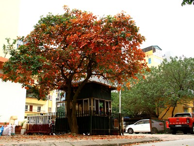 Có một Hà Nội bình yên mùa thay lá