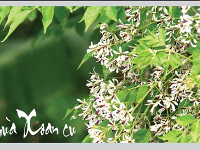 Ảnh: Thành Nguyễn.