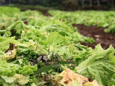 Tắc đầu ra, nhiều loại rau bị ế. Ảnh: Thành Nguyễn.