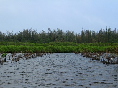 Rừng ngập mặn Bầu Cá Cái, xã Bình Thạnh, huyện Bình Sơn, tỉnh Quảng Ngãi. Ảnh: Thành Nguyễn.