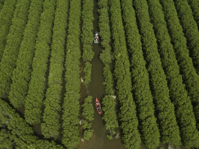 Rừng ngập mặn nhìn từ trên cao đẹp như một bức tranh.