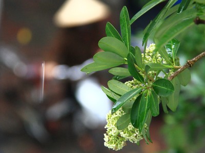 Hà Nội đang trong lúc giao mùa. Ảnh: Thành Nguyễn.