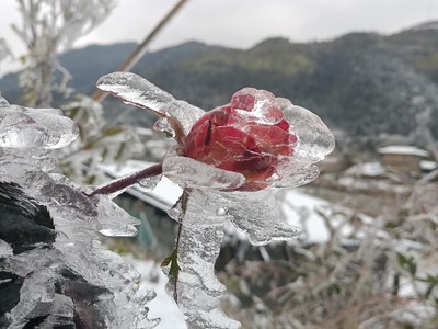 Y Tý phủ kín băng tuyết