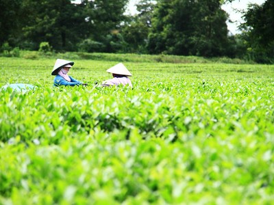 Khoảng 10% dân số các tỉnh triển hai dự án được thụ hưởng lợi ích trực tiếp. Ảnh: Thành Nguyễn.