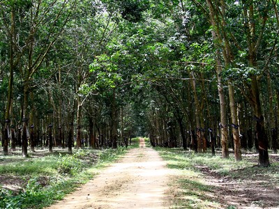 Phần lớn các cổ phiếu cao su đều duy trì đà tăng giá tốt từ đầu năm đến nay. Ảnh: Thành Nguyễn.