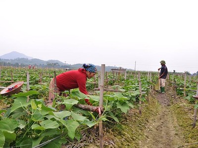 Các hợp tác xã đang phát huy tốt vai trò phát triển kinh tế địa phương.