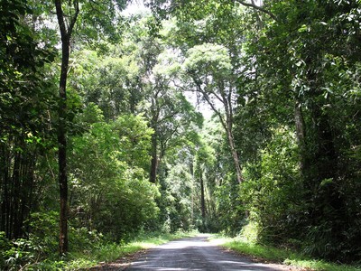 Đường rừng. Ảnh: Thành Nguyễn.