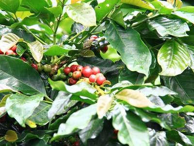 Ảnh: Thành Nguyễn