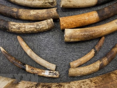 Nhận chuyển hộ 4 cây giò nạc sang Thái Lan với giá 500.000 đồng, bị bắt vì giò nạc "biến thành" ngà voi