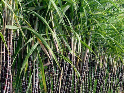 Vùng nguyên liệu mía của TTC Sugar lên tục được mở rộng.