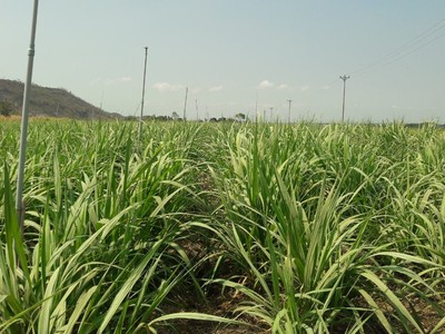 Vụ ép 2019-2020 của TTC Gia Lai thắng lợi khi vượt 101% kế hoạch đề ra