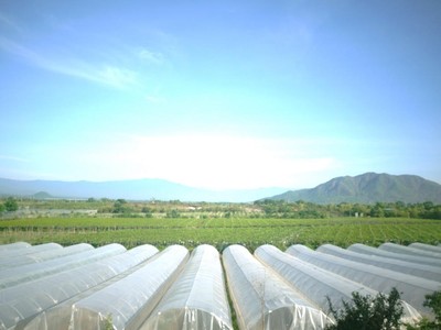 Nhà màng nông nghiệp thông minh của Trang trại Nắng và Gió (GC Food) Ninh Thuận