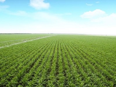 Tăng 120% từ đáy gần nhất, giá đường thế giới chưa có dấu hiệu hạ nhiệt