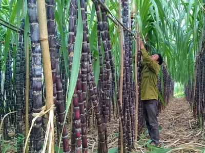 Cổ phiếu mía đường, vui được mấy ngày...?