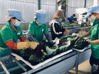 Hoàng Anh Gia Lai (HAG) giảm gần 1 tỷ USD nợ, tập trung phân phối sản phẩm thịt heo và chuối tại thị trường nội địa