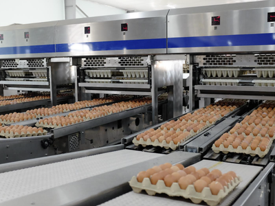 Gia cầm Hòa Phát (HPG) tăng trưởng lợi nhuận 135% nhờ giá trứng hồi phục