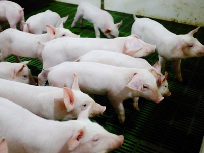 Heo chiếm 43% doanh thu và 77% lợi nhuận của Nông nghiệp Hòa Phát (HPA)