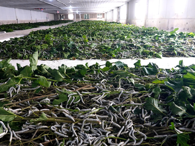 Trồng dâu nuôi tằm lấy tơ thô xuất bán sang Ấn Độ là lĩnh vực mới của HAGL