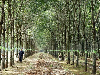 Thủ tướng Chính phủ vừa có ý kiến chỉ đạo về phương án tổng thể sắp xếp, đổi mới công ty nông, lâm nghiệp của Tập đoàn Công nghiệp Cao su Việt Nam. Trong đó, Nhà nước vẫn giữ 65% đến 75% vốn tại các doanh nghiệp ngành này
