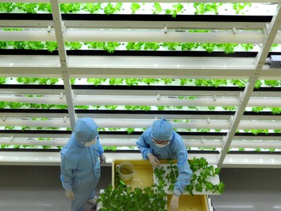 Trồng rau công nghệ cao là hướng đi triển vọng cho ngành nông nghiệp. Ảnh minh hoạ: Japantimes